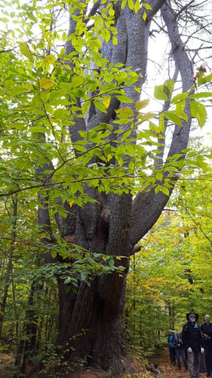 Monadnock-003-2018-10-22 Wolf Tree